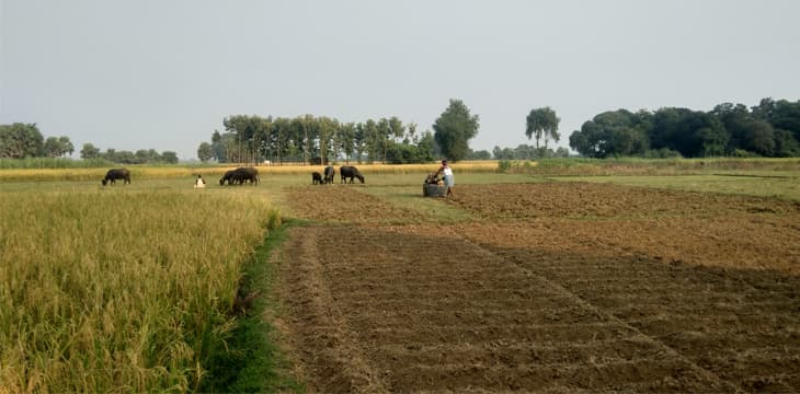 印度农业公司集成区块链